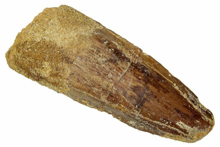 Fossil Spinosaurus Tooth - Real Dinosaur Tooth #333486